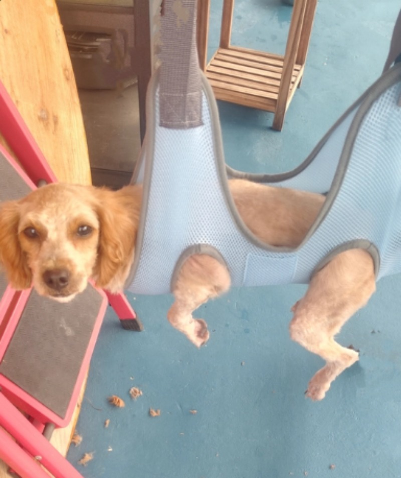 ペット用グルーミングハンモック、犬や猫のシャンプーや爪切りに - Pet Grooming Hammock Sling Restraint のレビューと価格